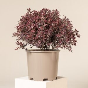 Pittosporum 'Tom Thumb'