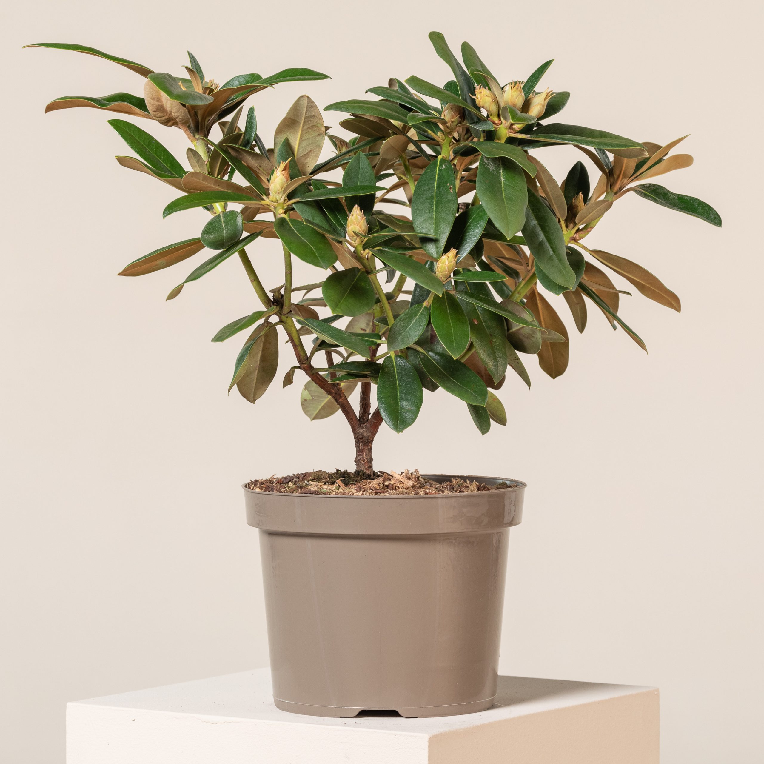 rhododendron rosy lights Azalea Rosy Lights 2gal Deciduous Azalea