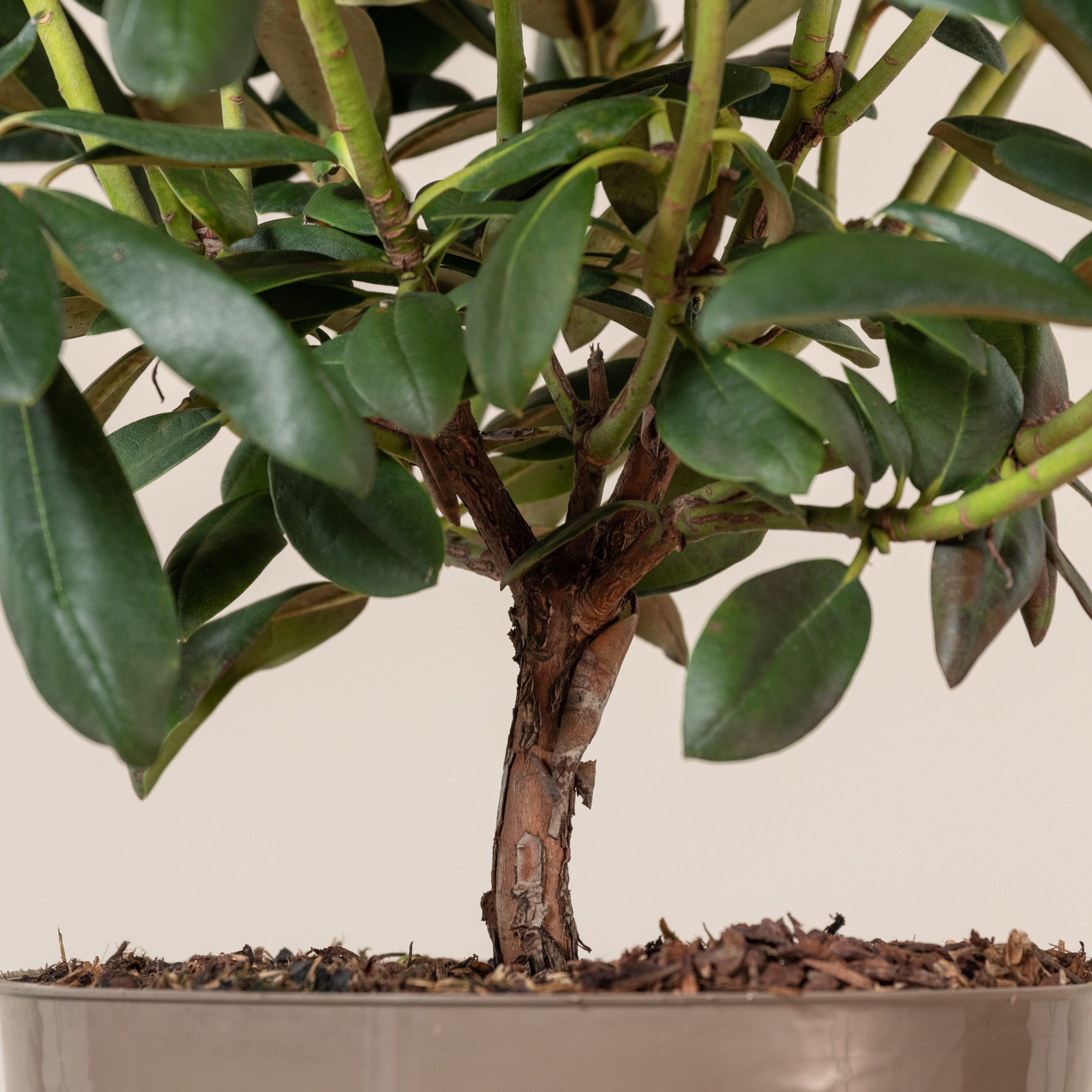 Rhododendron 'Schneewolke' | The Palm Centre