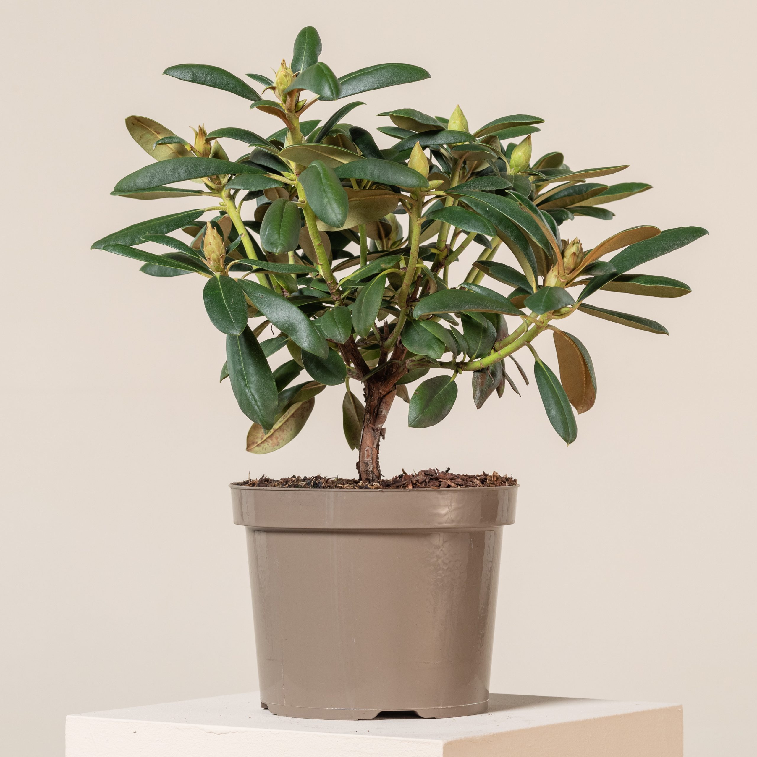 wie sieht thuja aus Thuja occidentalis 'Smaragd' Konifere (Lebensbaum) | 150-175 cm Im Topf