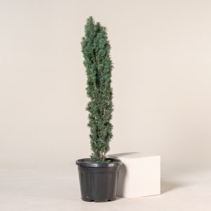 Taxus baccata 'Fastigiata Robusta'