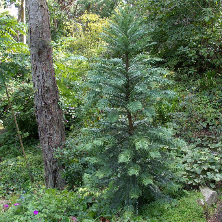 Wollemia nobilis