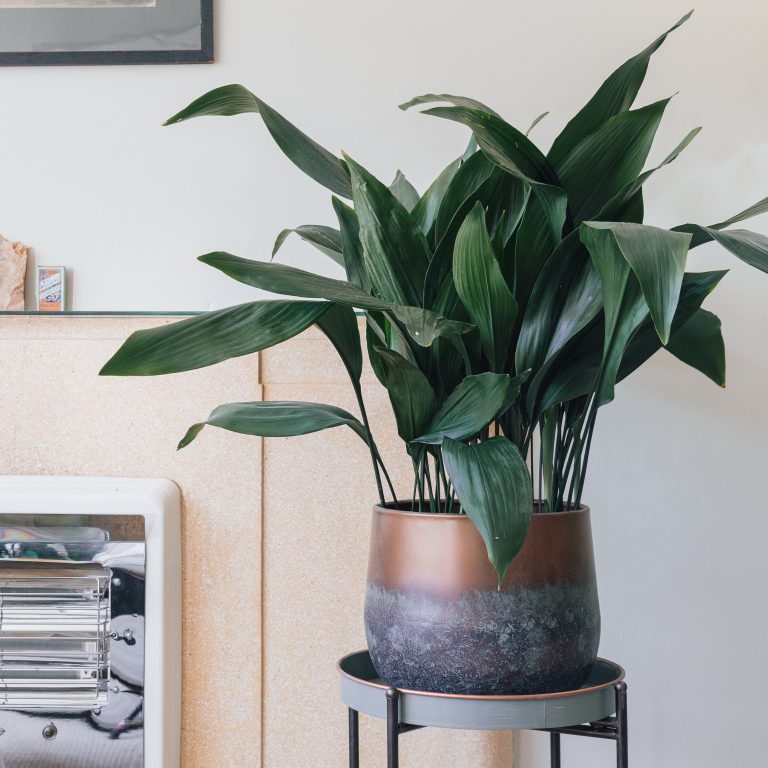 Aspidistra elatior