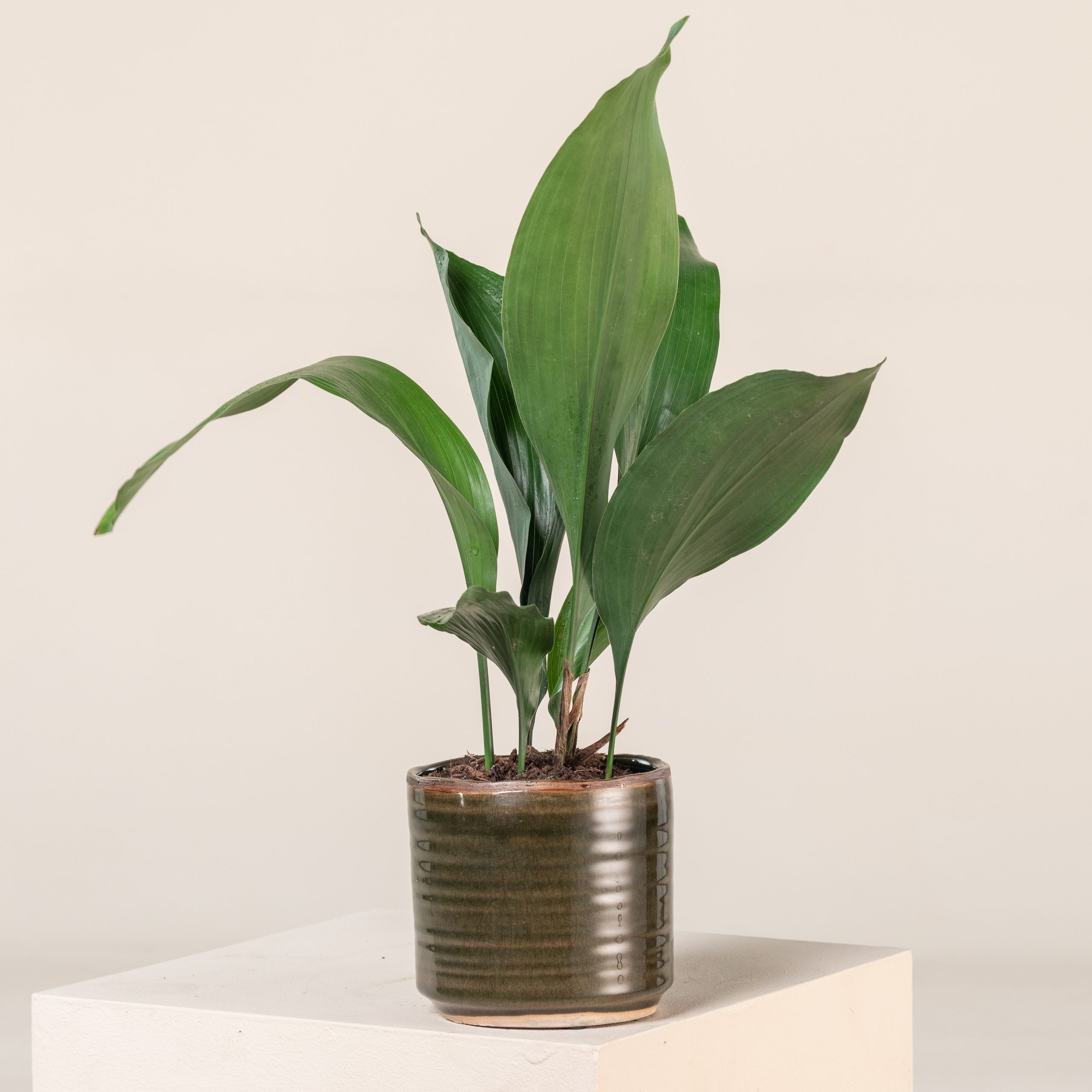 Aspidistra elatior - Image 6