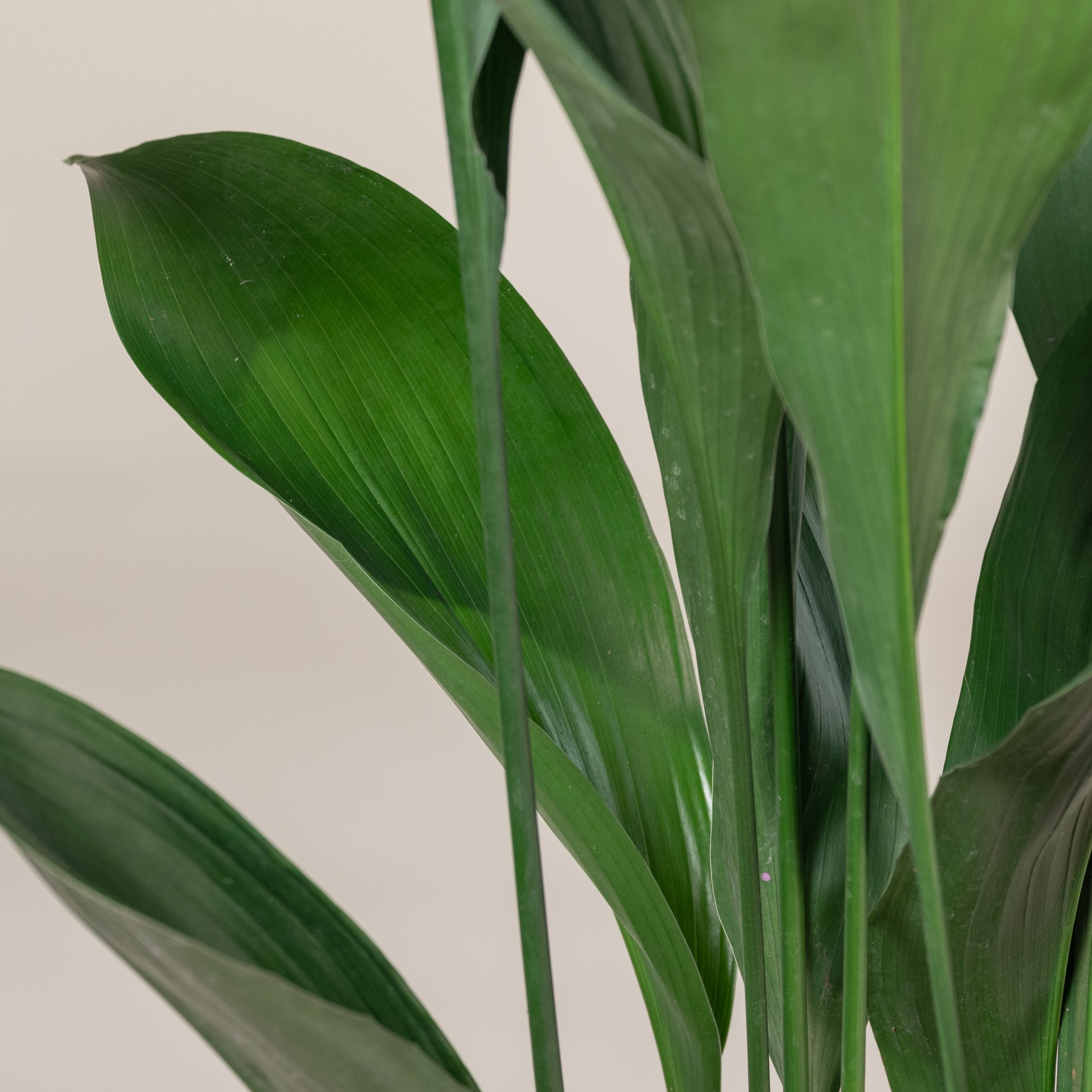 Aspidistra elatior - Image 2