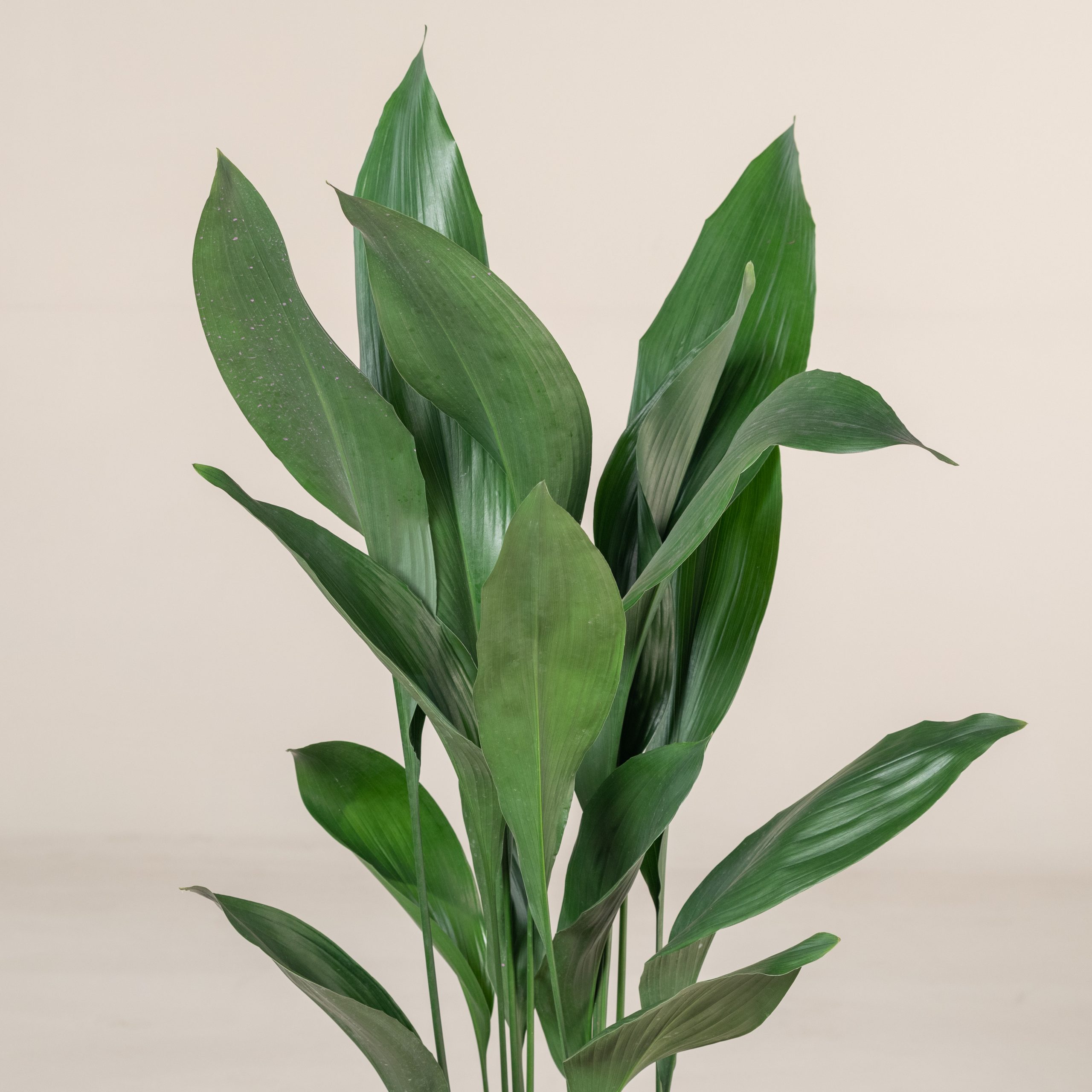 Aspidistra elatior - Image 8