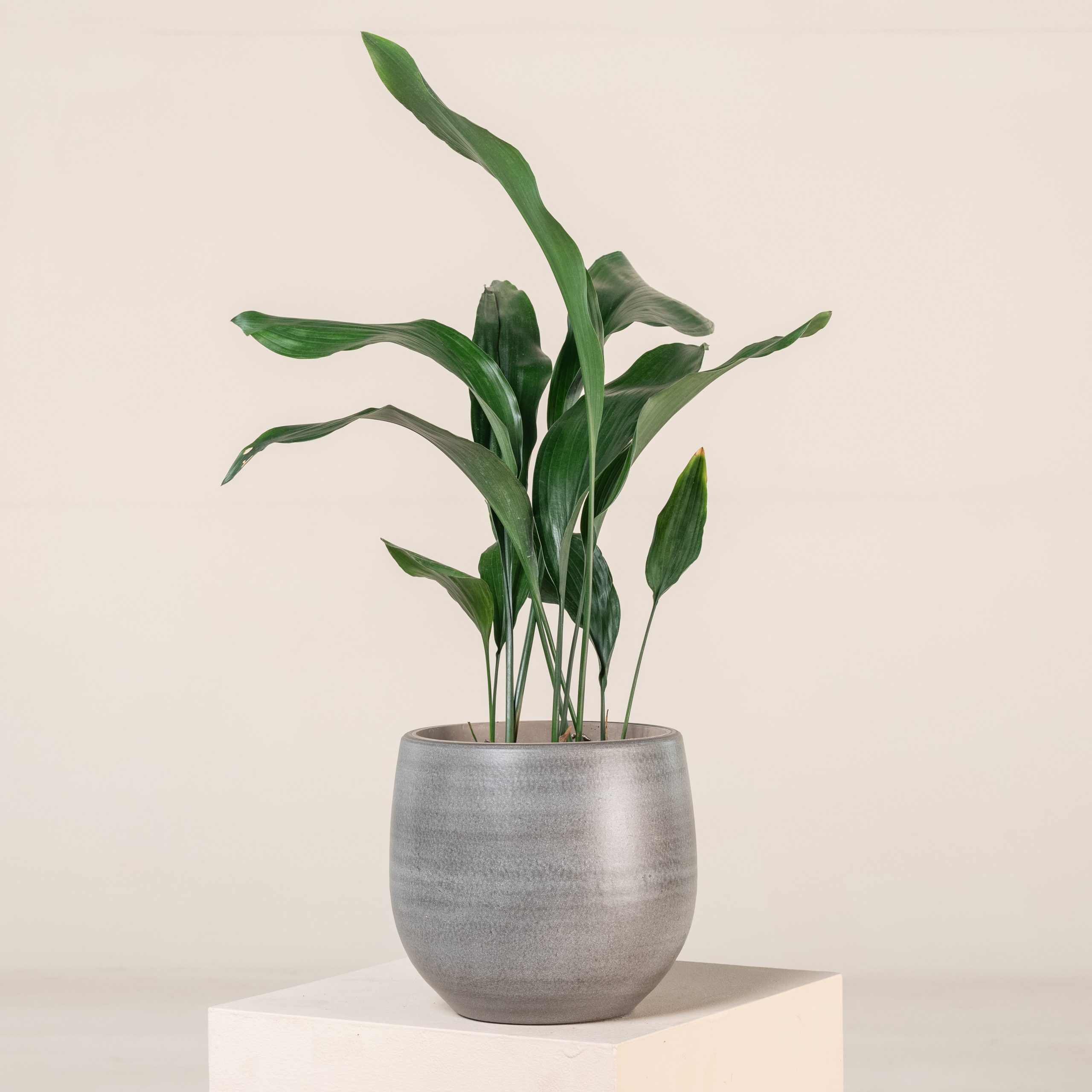 Aspidistra elatior - Image 5