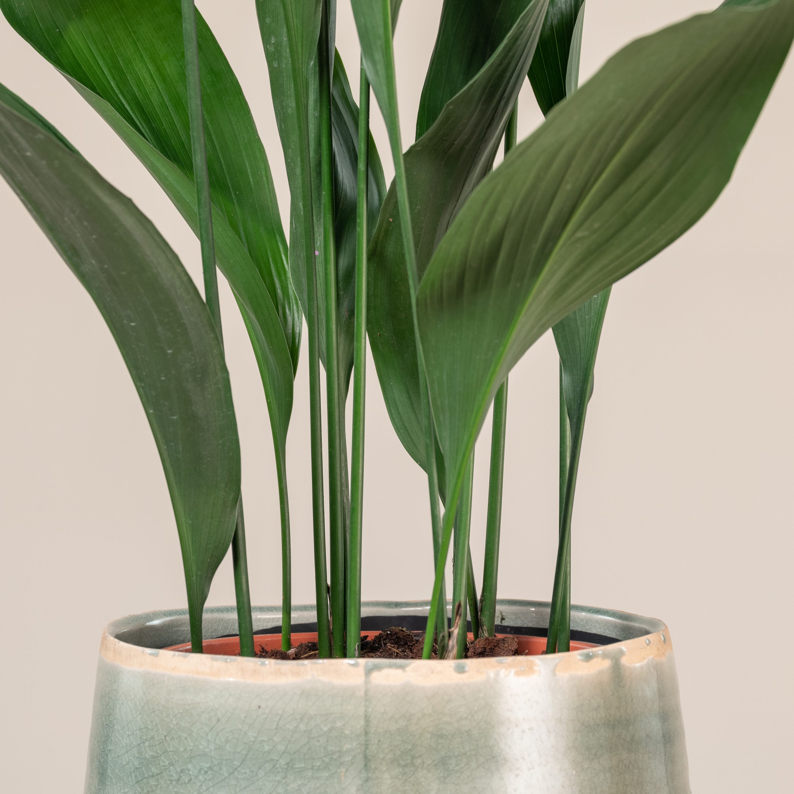 Aspidistra elatior - Image 7