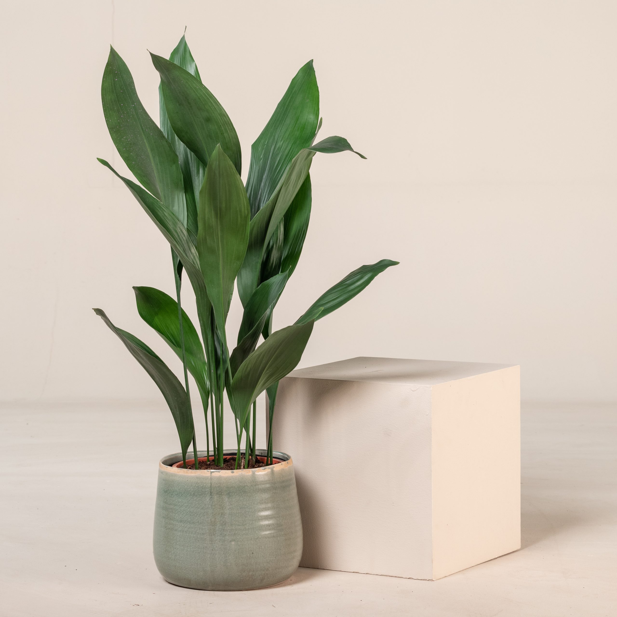 Aspidistra elatior - Image 4