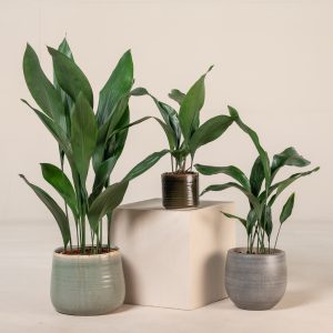 Aspidistra elatior
