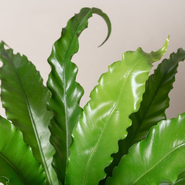 Asplenium antiquum ‘Osaka’