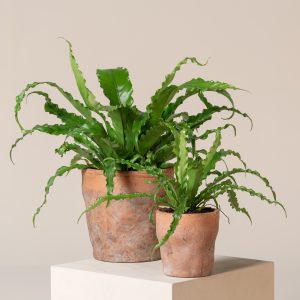 Asplenium antiquum 'Osaka'