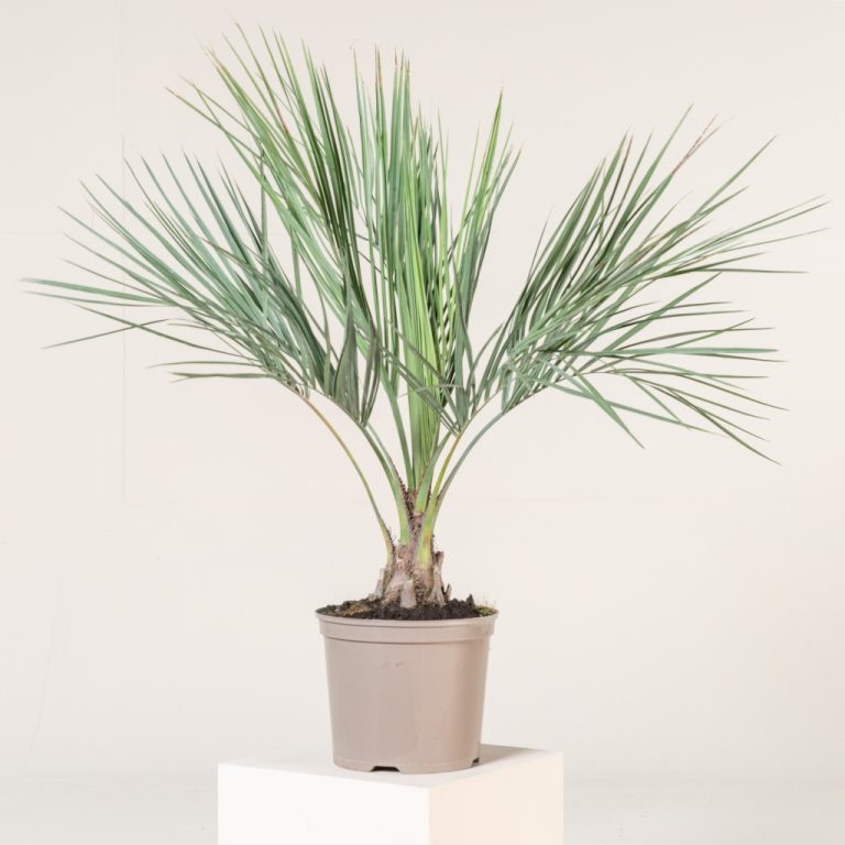 Butia odorata