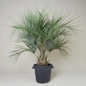 Butia odorata