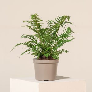 Dryopteris affinis