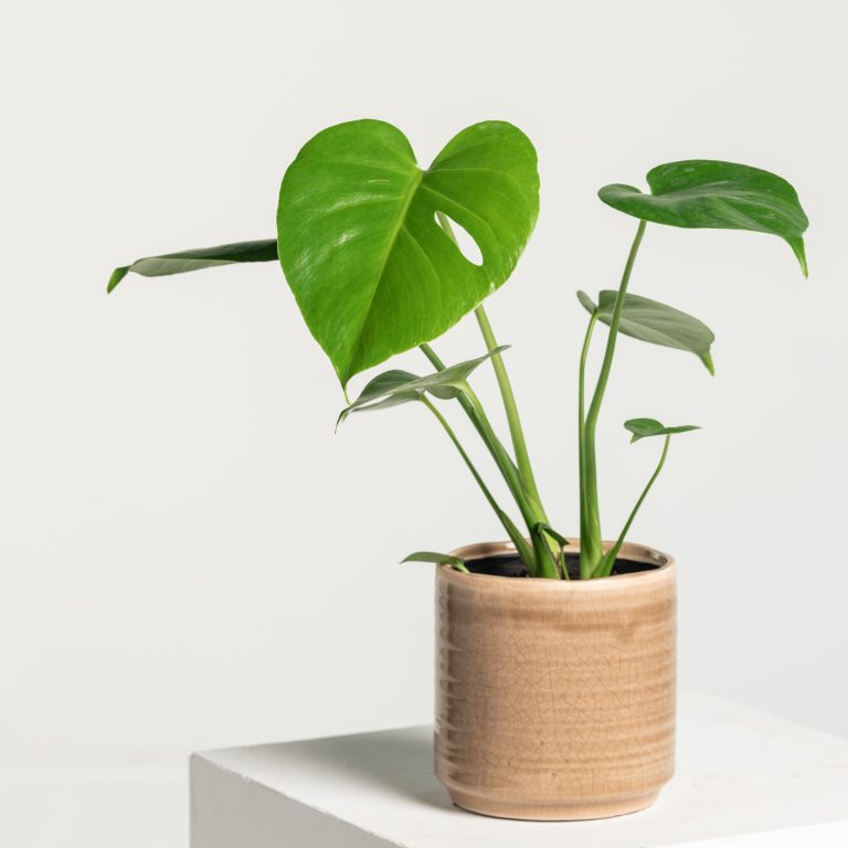 Understanding indoor light requirements