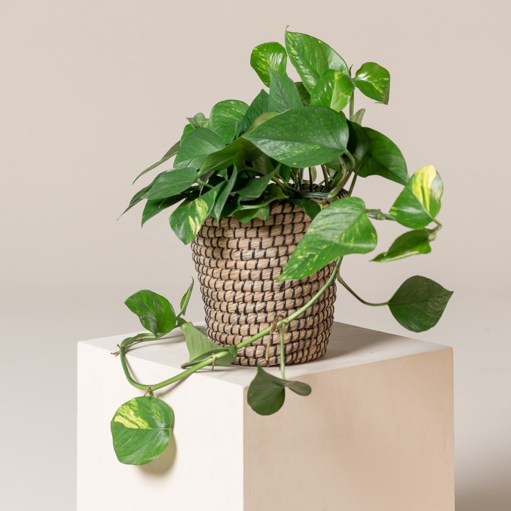 Scindapsus Aureus: The Versatile Houseplant