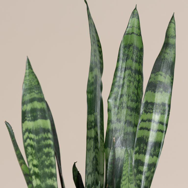 Sansevieria trifasciata 'Coral Black' | The Palm Centre