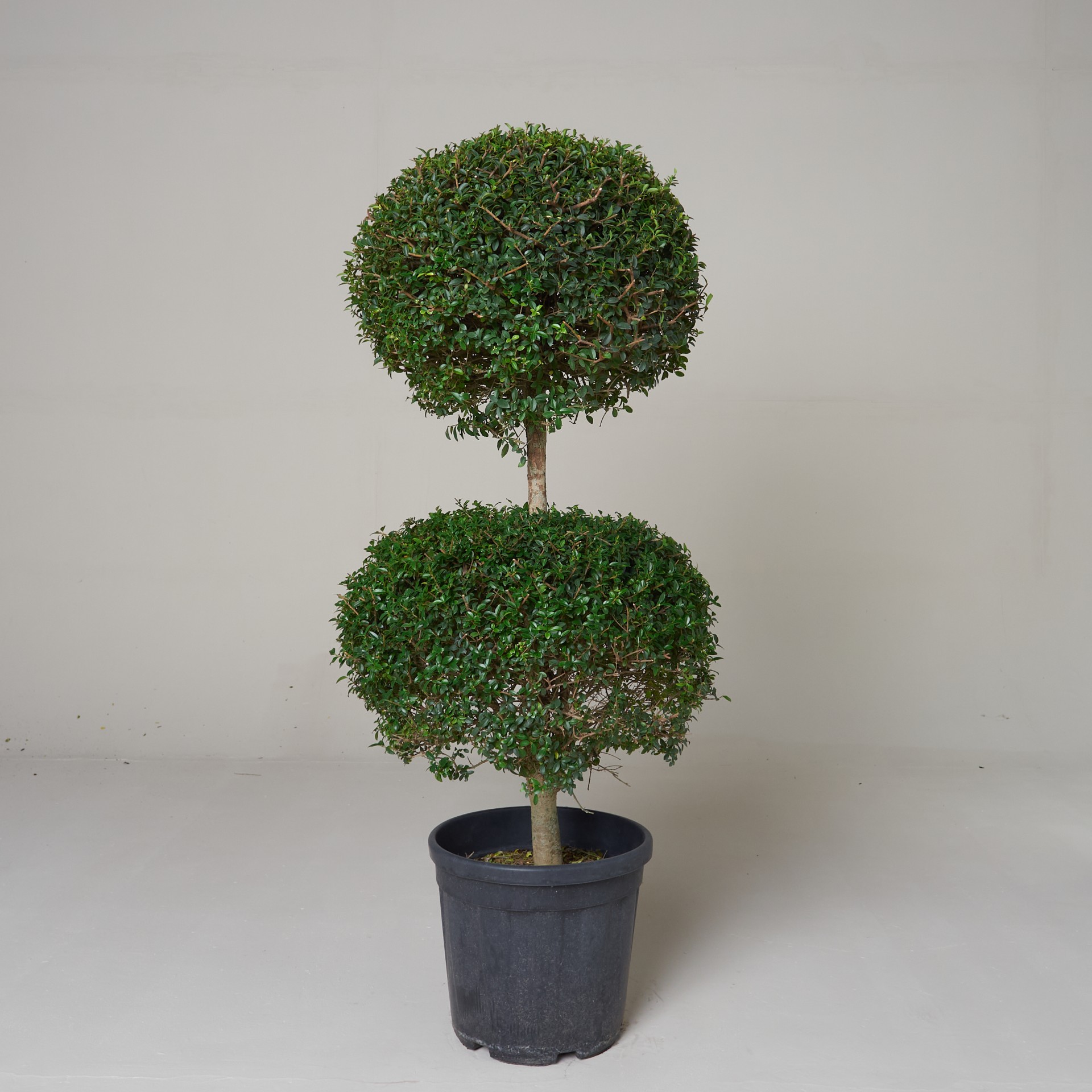 Ligustrum delavayanum - topiary ball | The Palm Centre