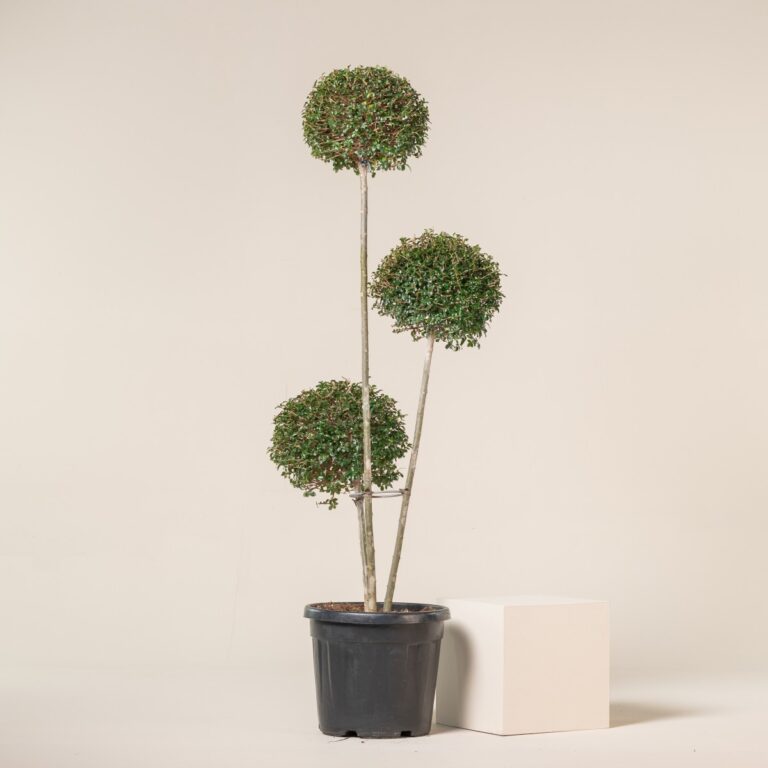 Ligustrum delavayanum – topiary ball