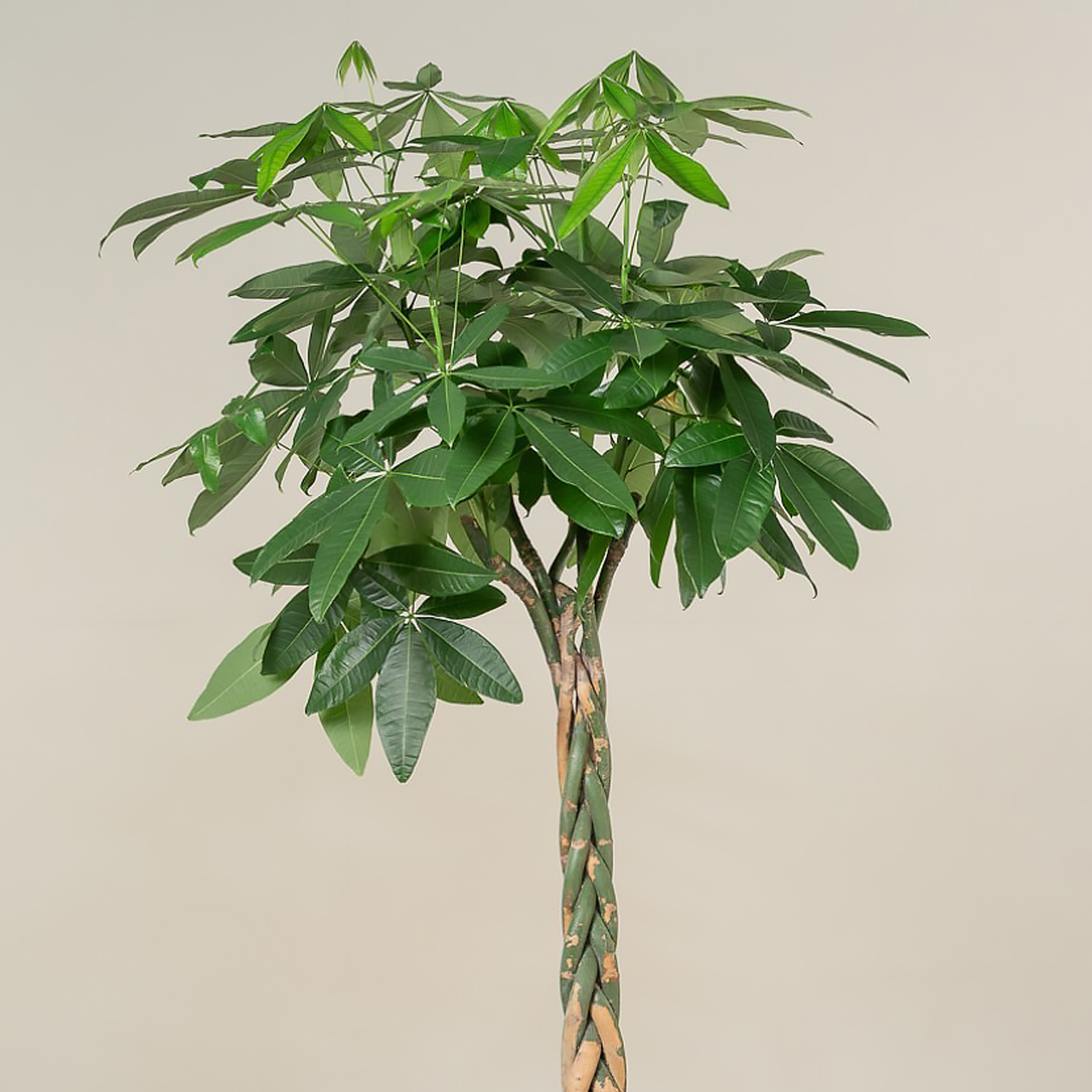Money tree plant online discount
