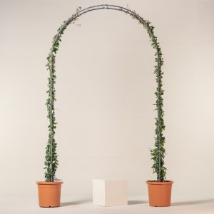 Trachelospermum jasminoides - Arch