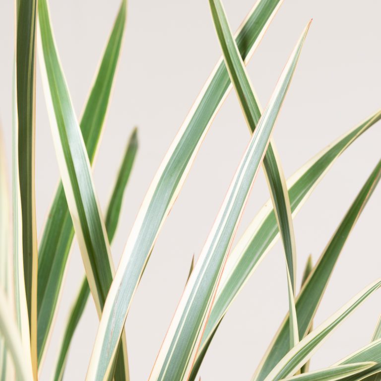 Phormium tenax 'Variegatum'