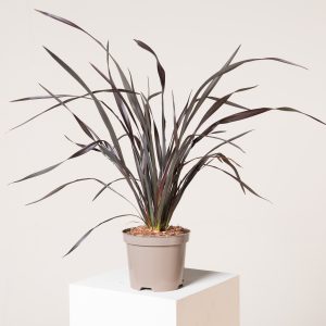 Phormium 'Platts Black'