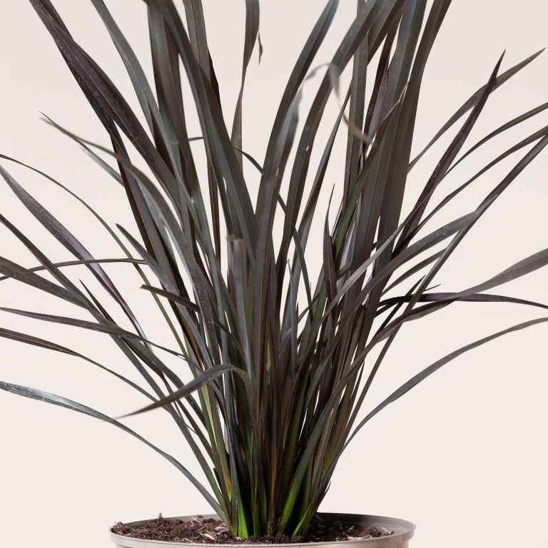 Phormium 'Platts Black'