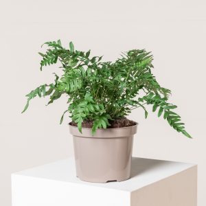Polypodium vulgare