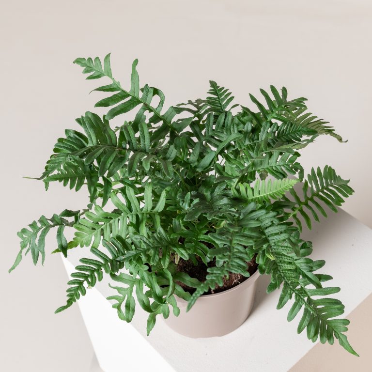 Polypodium vulgare