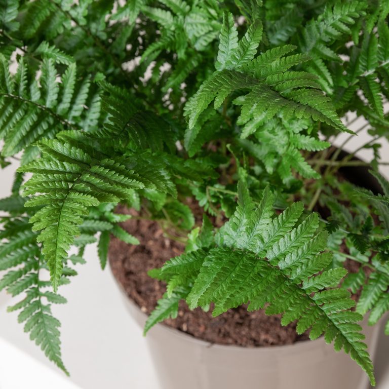 Dryopteris filix-mas