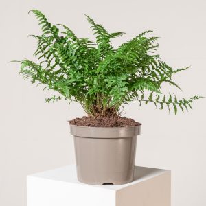 Dryopteris filix-mas