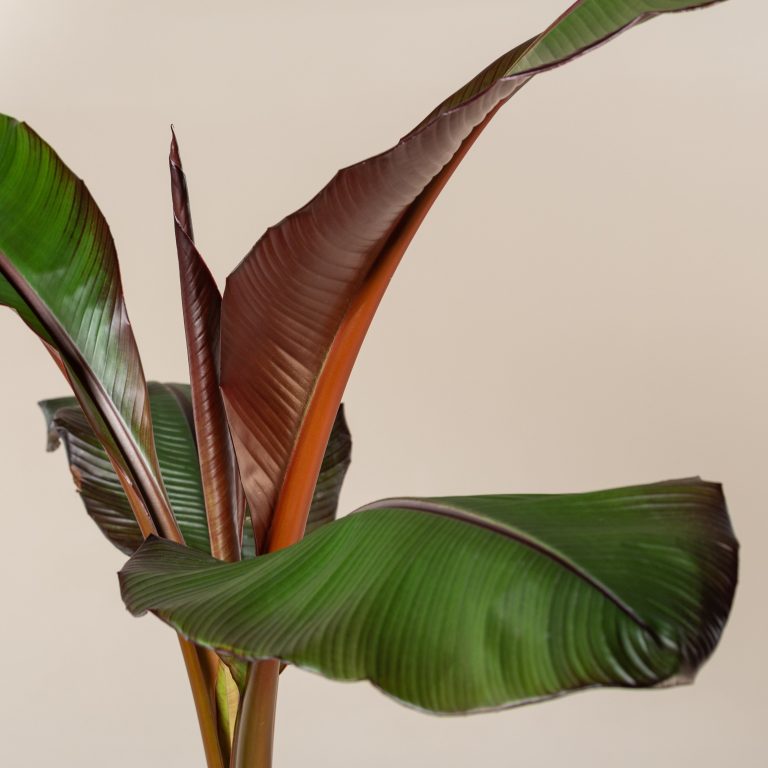 Indoor banana plants care | The Palm Centre