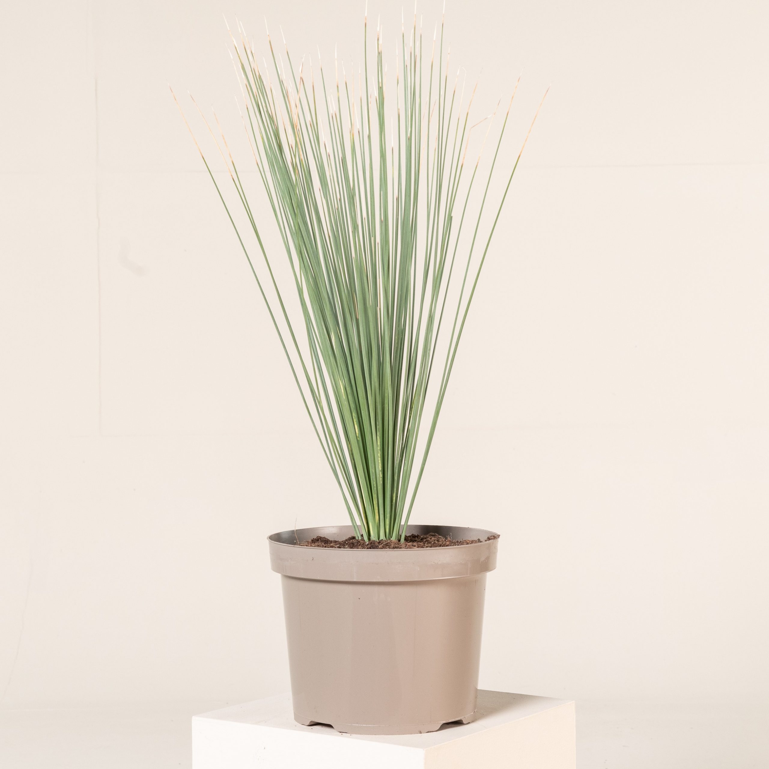 1m51cm 極太 Dasylirion longissimum ダシリリオン ロンギシマム レア