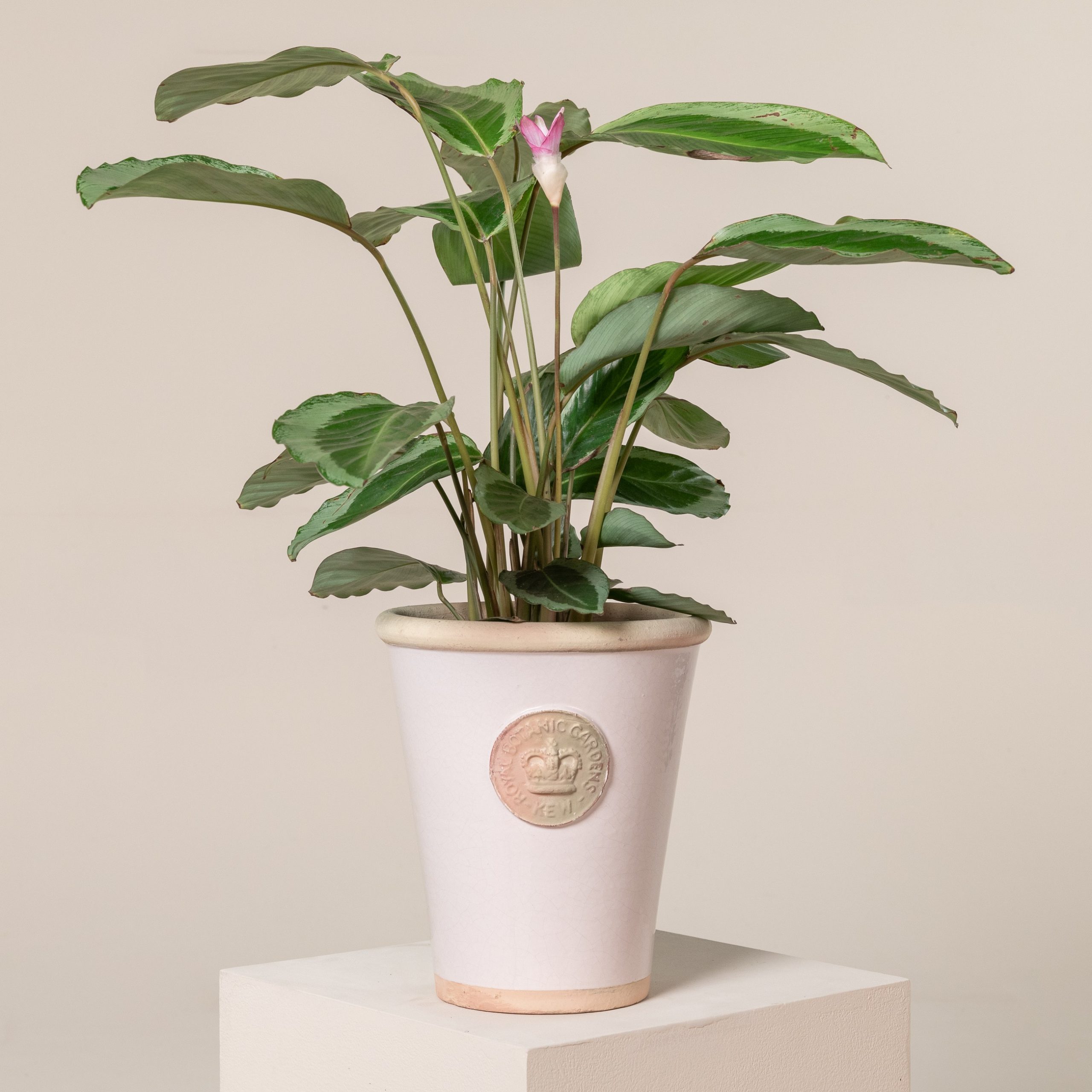 Calathea Bicajoux Gekko | The Palm Centre