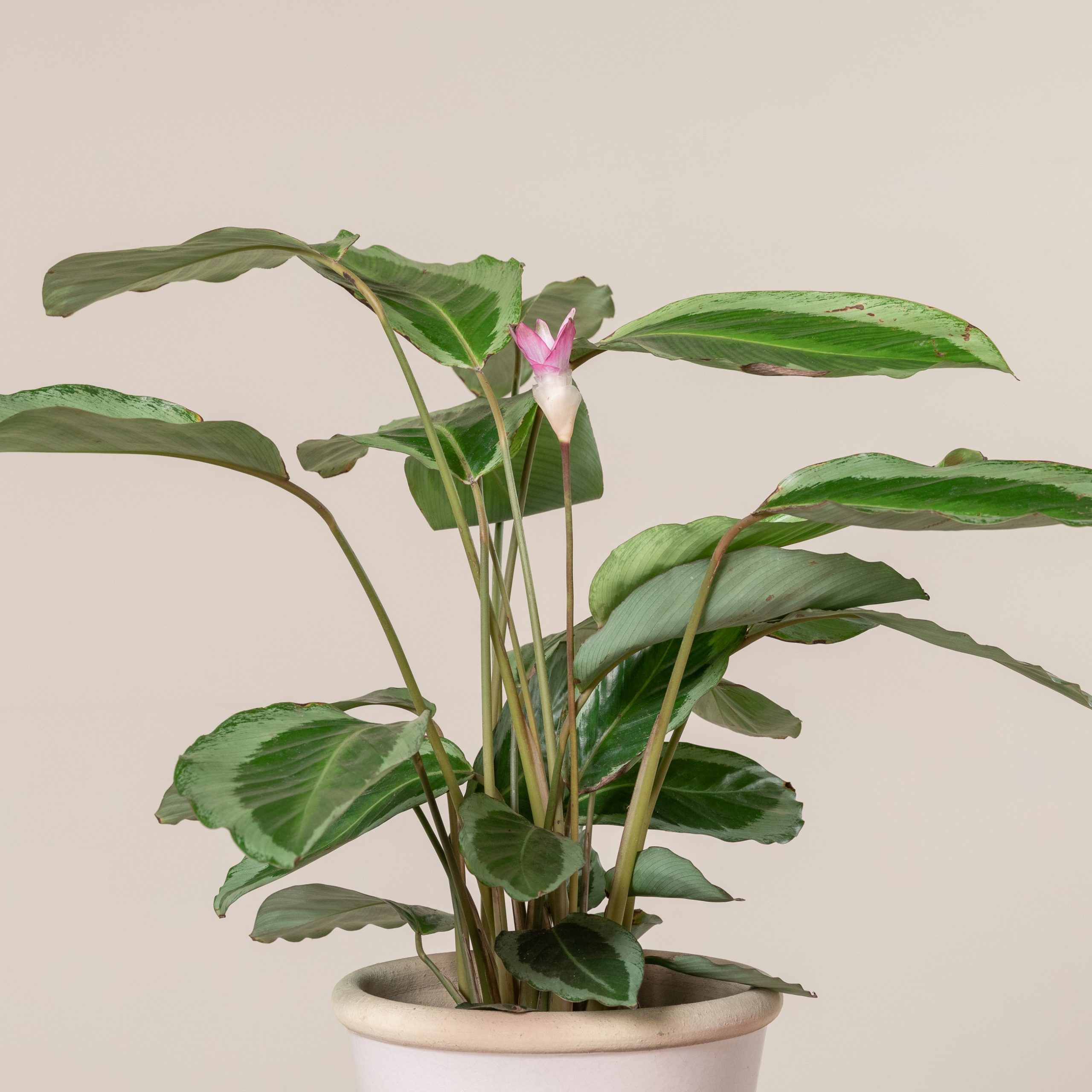Calathea Bicajoux Gekko | The Palm Centre