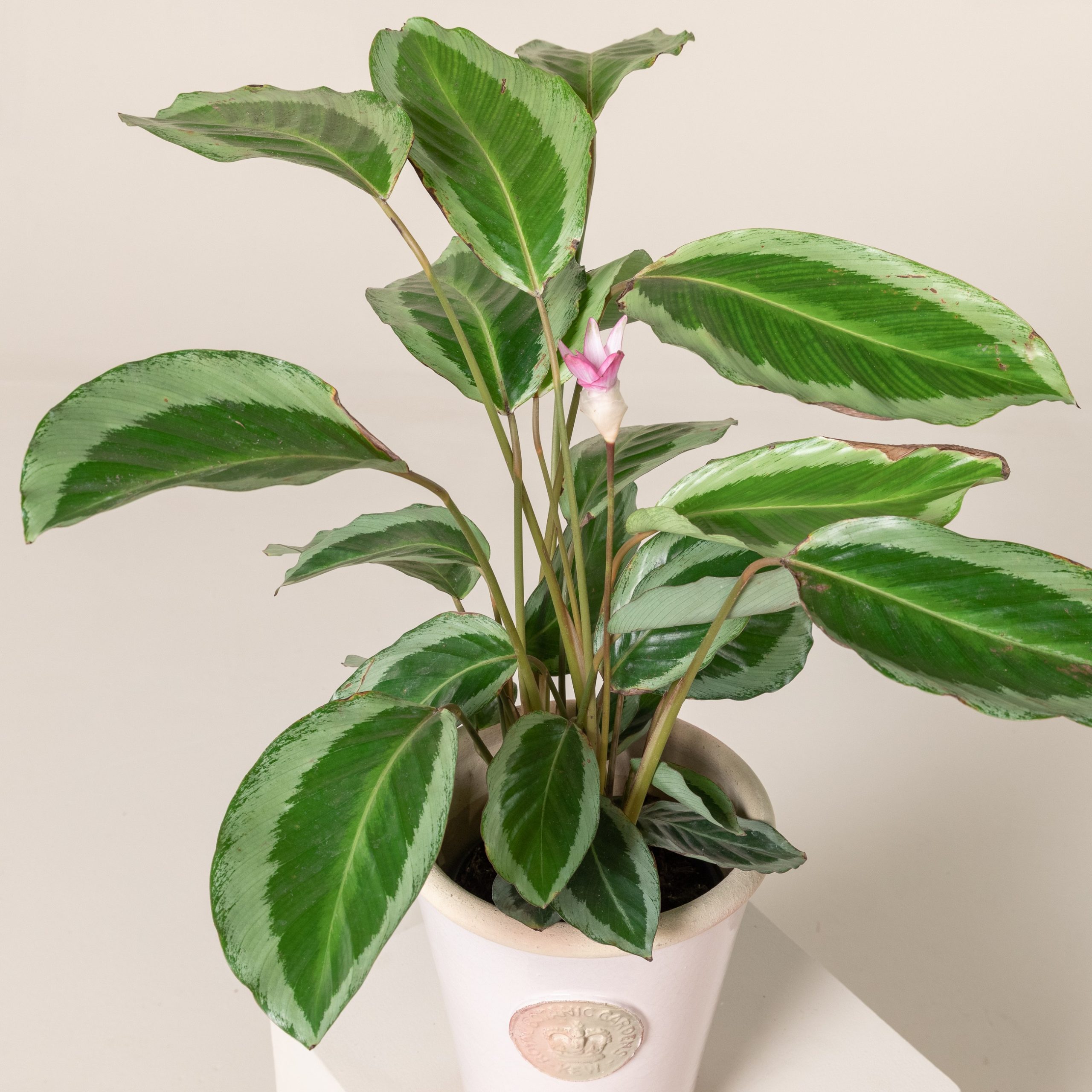 magenta dracaena plant Dracaena Marginata Magenta main image 1