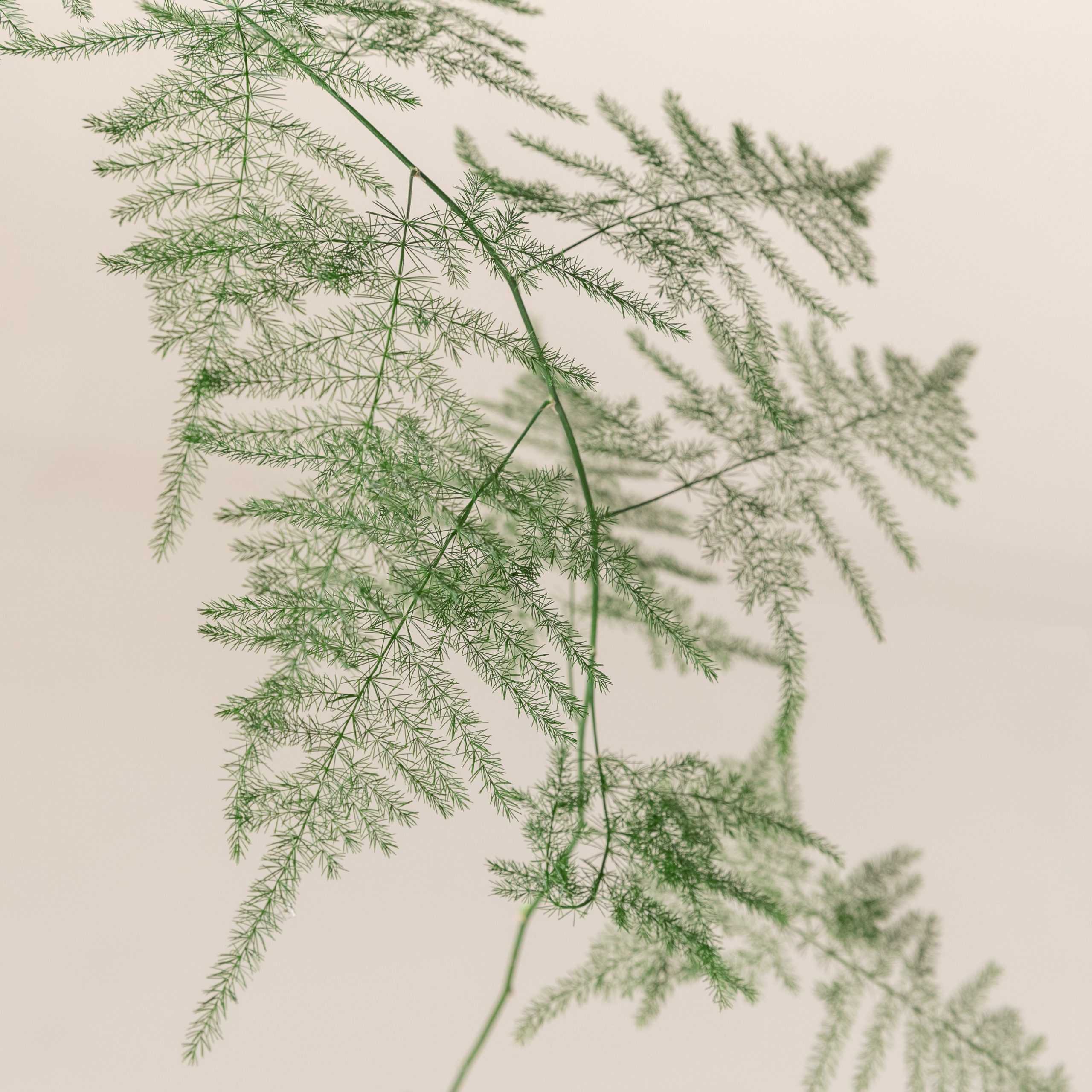 Asparagus setaceus