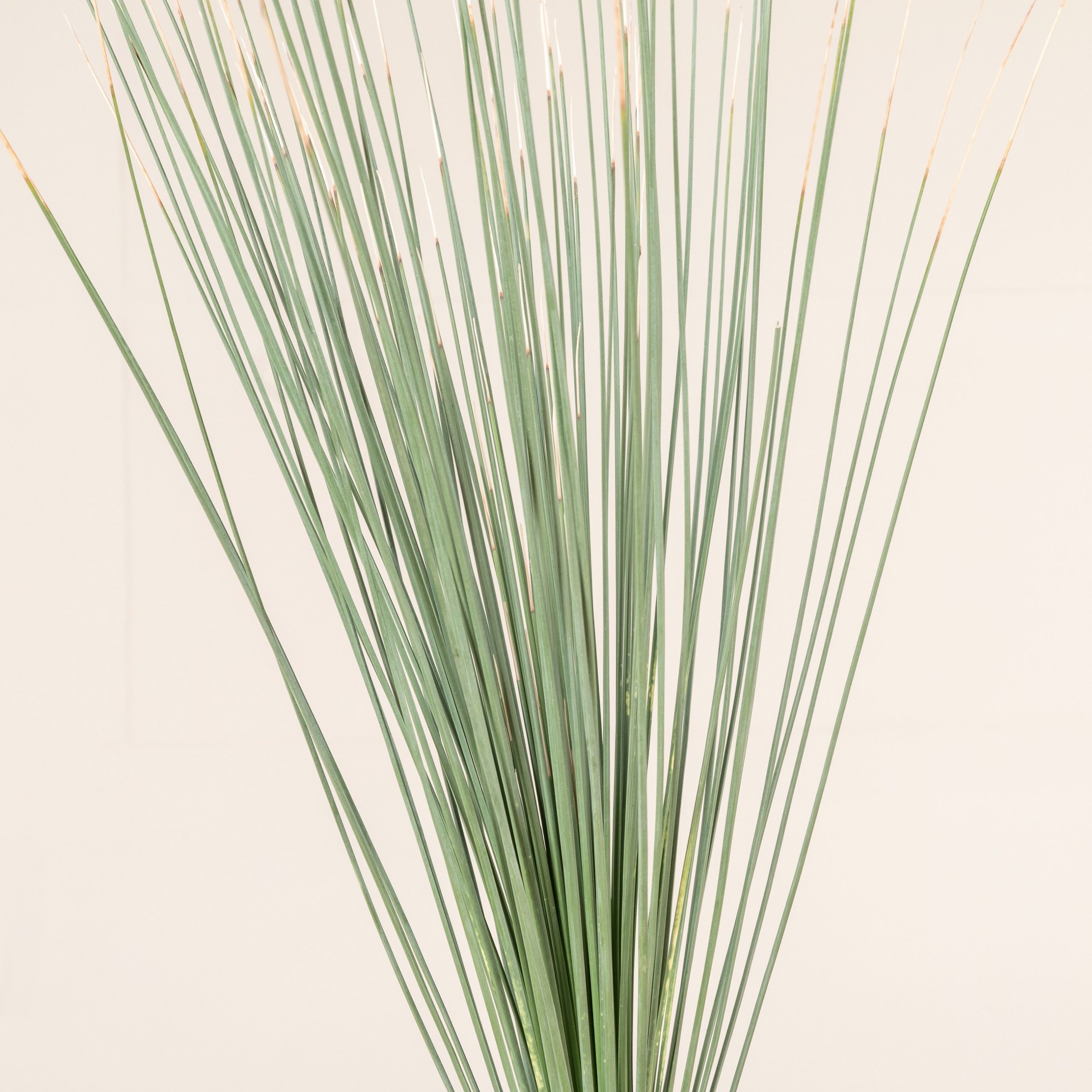 1m62cm 極太 Dasylirion longissimum ダシリリオン ロンギシマム レア