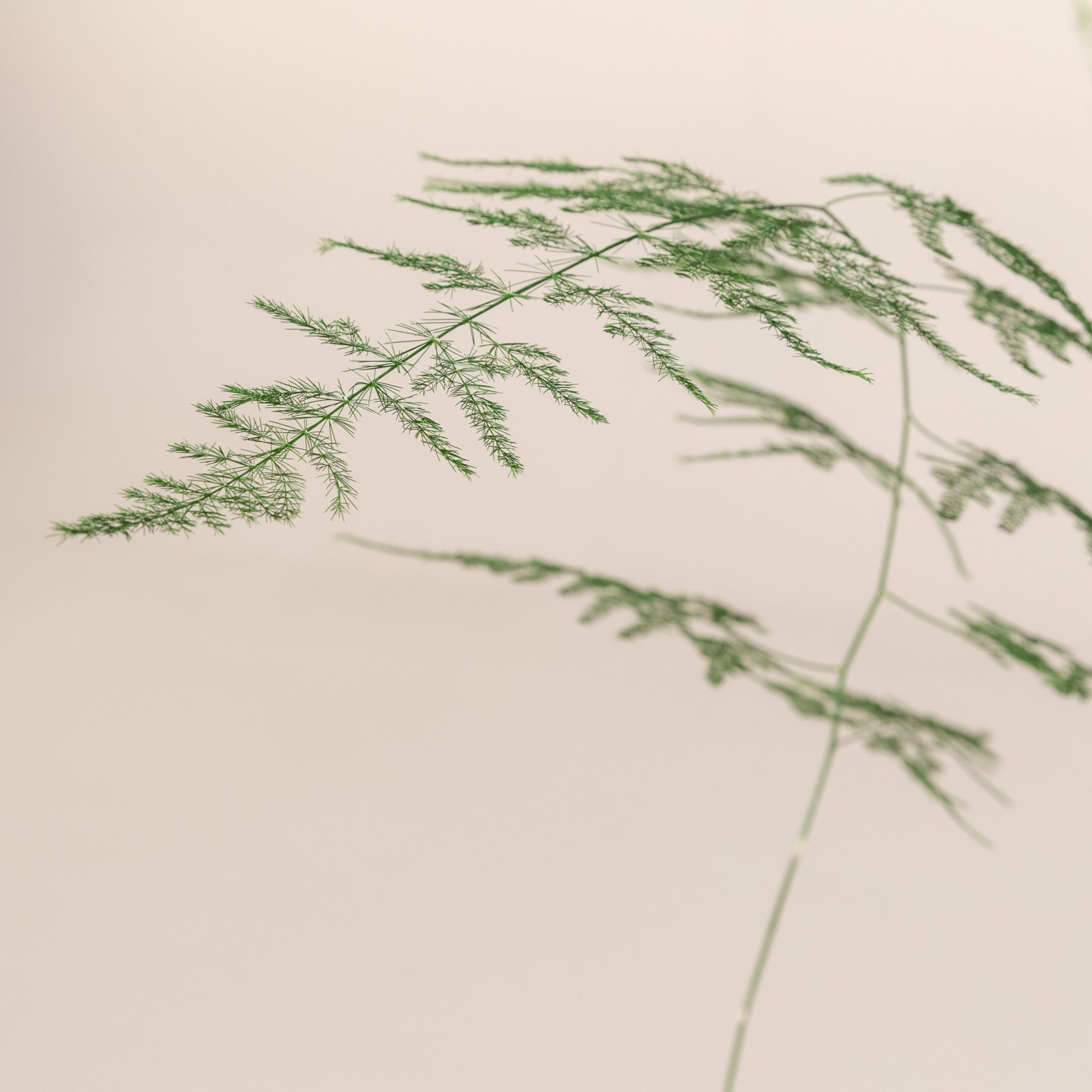 Asparagus setaceus