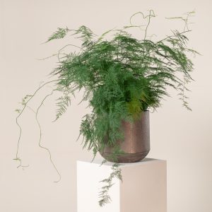 Asparagus setaceus