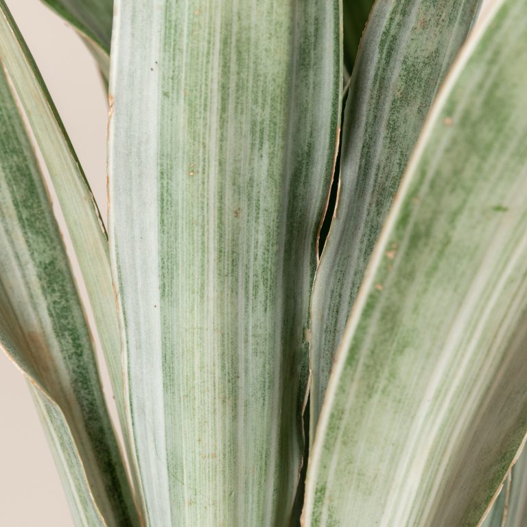 Sansevieria 'Metallica'