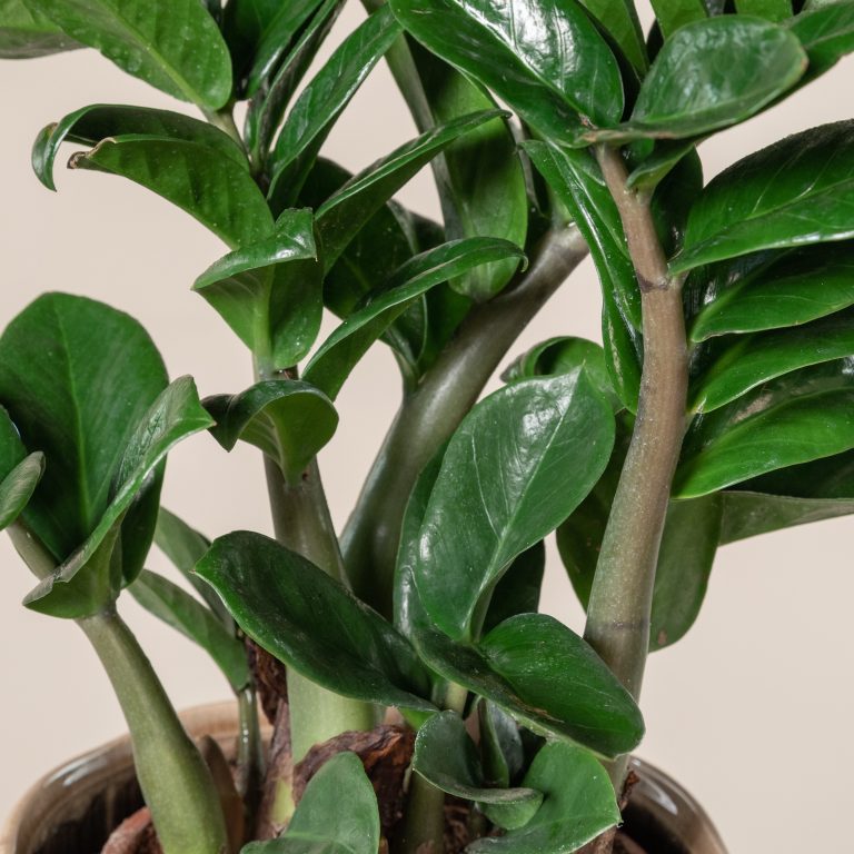3. ZZ Plant (Zamioculcas)