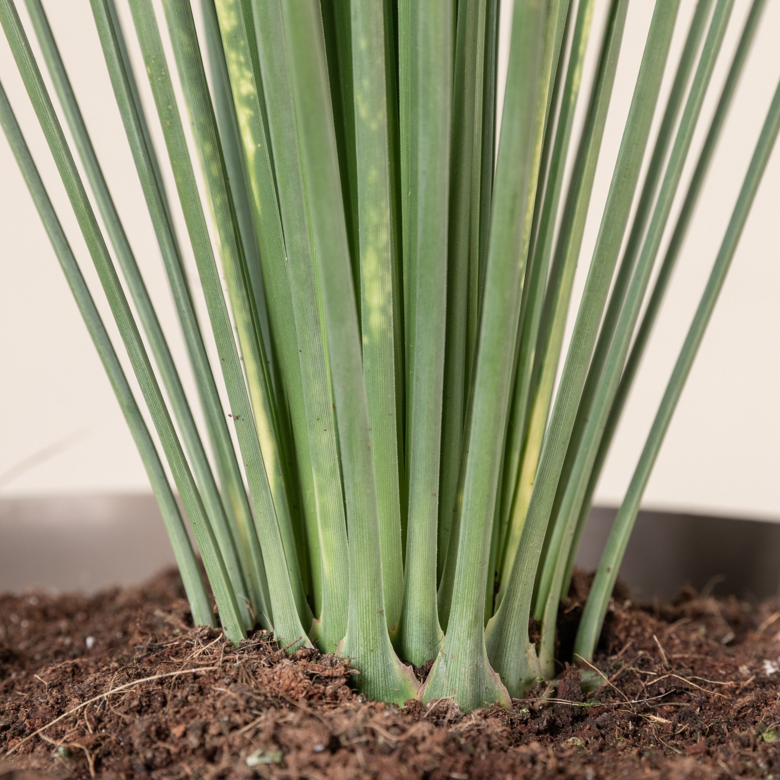 1m51cm 極太 Dasylirion longissimum ダシリリオン ロンギシマム レア