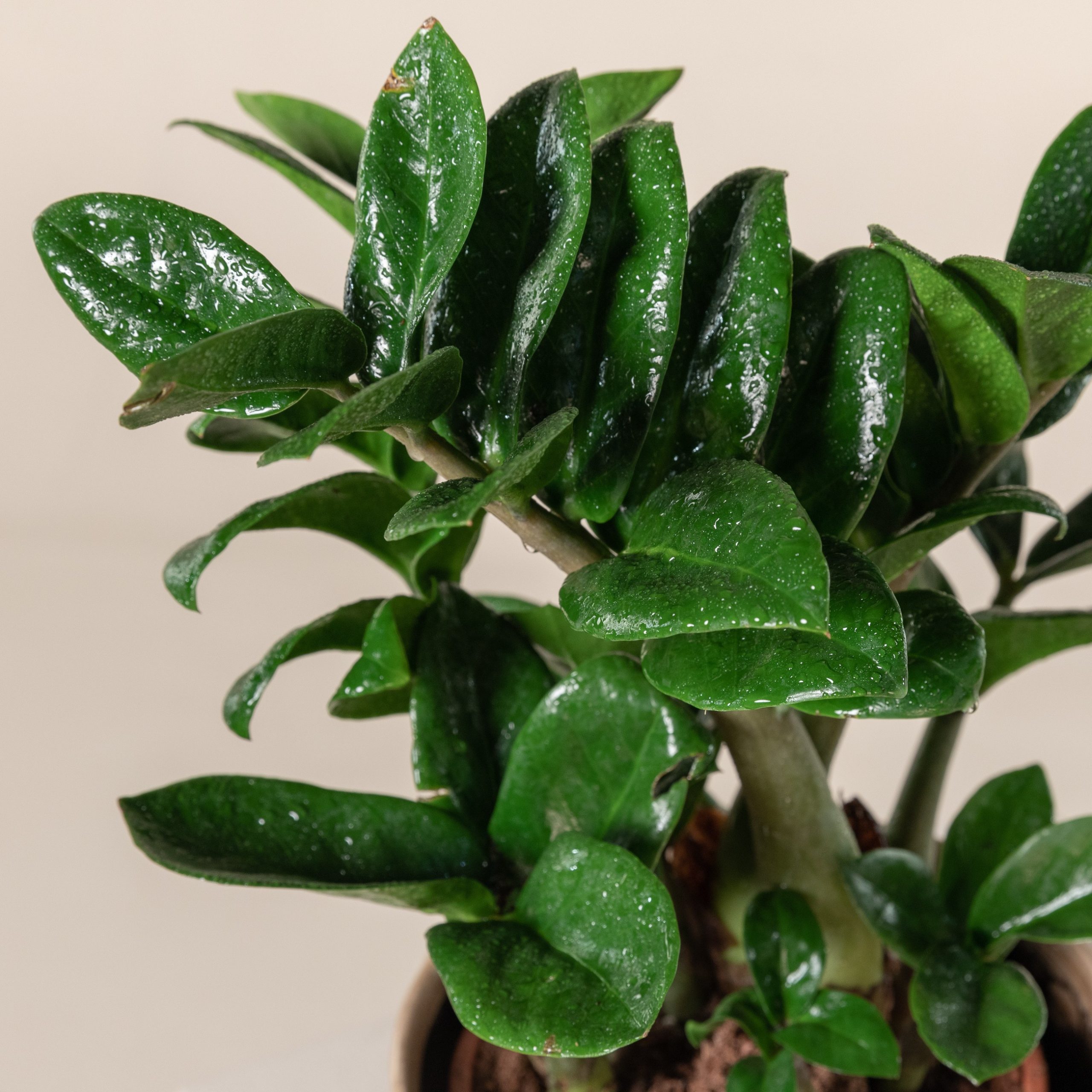 monstera white 6” Monstera 'White Monster' – Canopy Plant Co main image 0