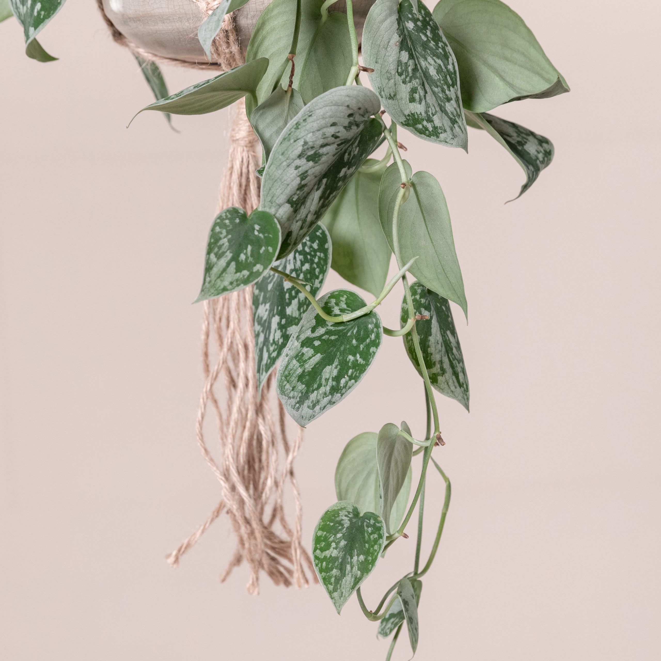 Scindapsus pictus 'Silvery Ann' | The Palm Centre