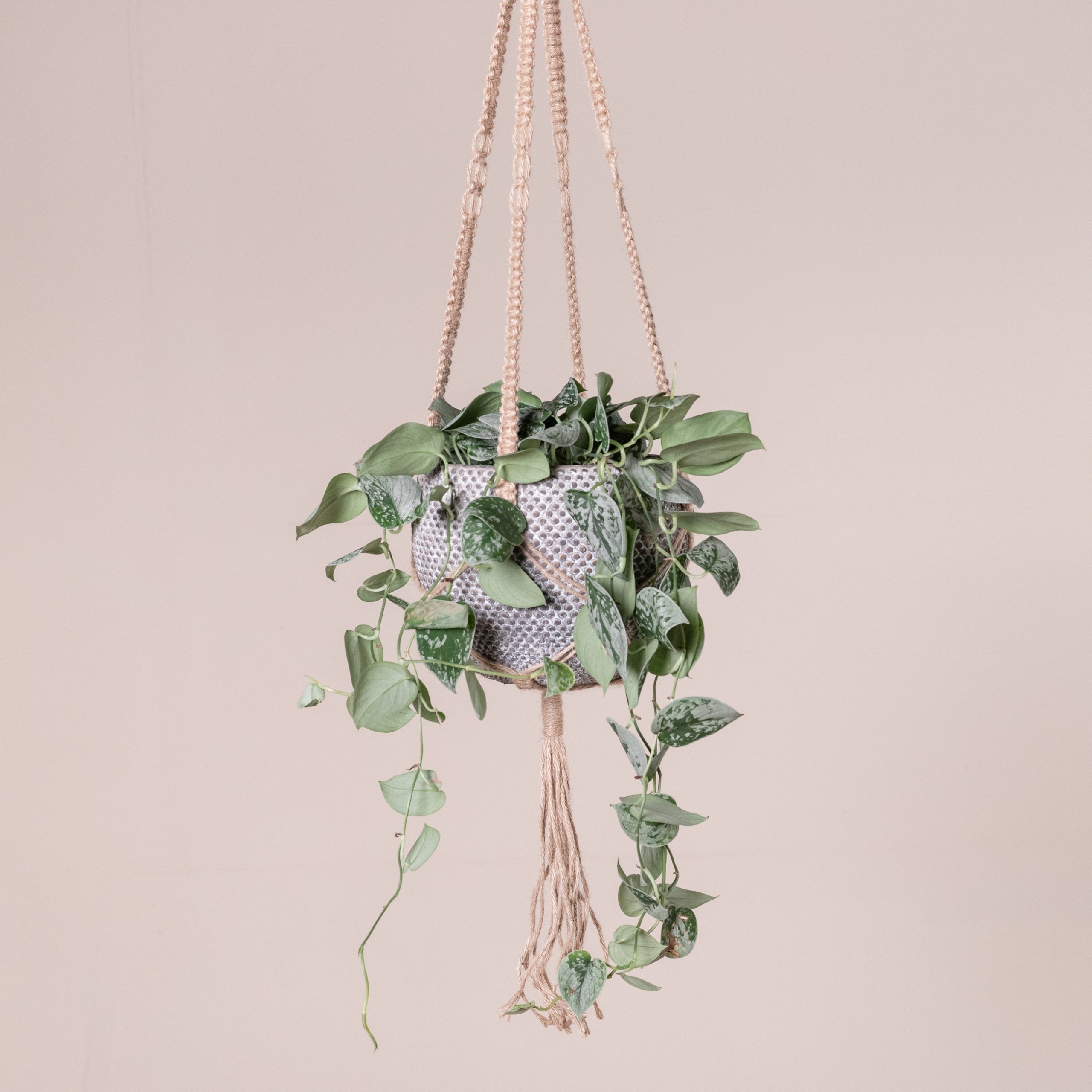 Scindapsus pictus 'Silvery Ann'