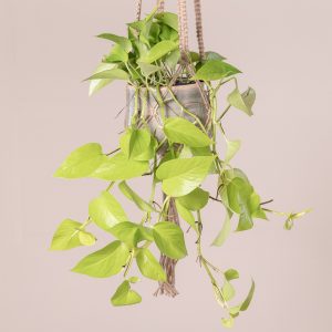 Scindapsus 'Golden Pothos'