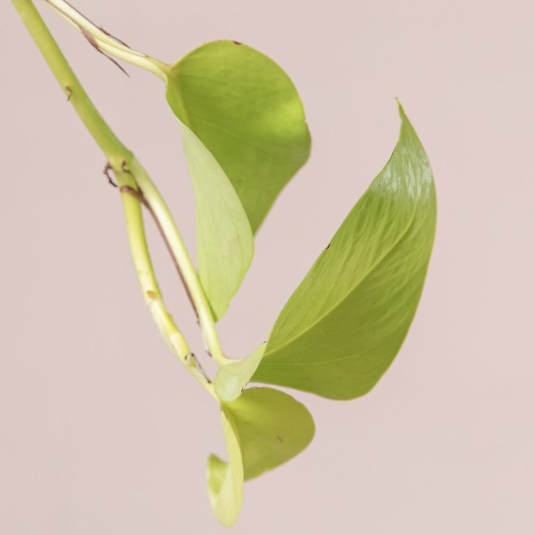 Scindapsus 'Golden Pothos'